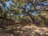 Plateau live oak (Quercus fusiformis) old tree with gnarled limbs spreading low over rocky ground