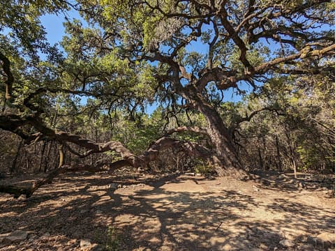 Plateau live oak (Quercus fusiformis) old tree with gnarled limbs spreading low over rocky ground