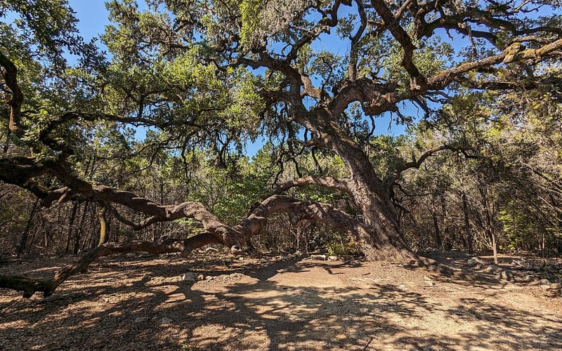 Plateau live oak (Quercus fusiformis) old tree with gnarled limbs spreading low over rocky ground