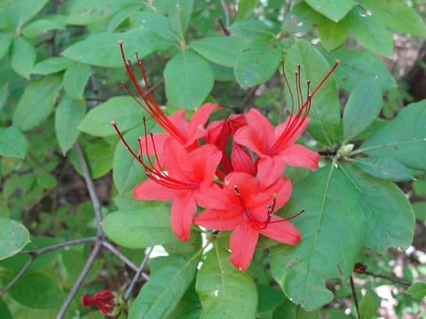 Plumleaf azalea (Rhododendron prunifolium) red flower cluster with long stamens among dark leaves