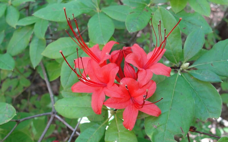 Plumleaf azalea (Rhododendron prunifolium) red flower cluster with long stamens among dark leaves