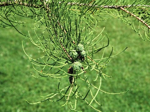 Pond cypress (Taxodium ascendens) threadlike shoots of scale-like leaves around a cluster of green cones