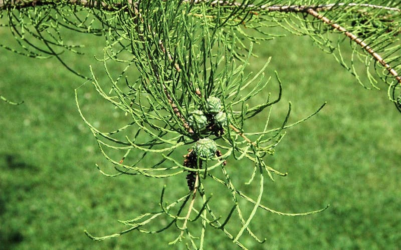 Pond cypress (Taxodium ascendens) threadlike shoots of scale-like leaves around a cluster of green cones