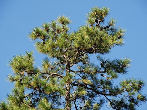 Pond pine (Pinus serotina) crown of long needle tufts and old cones against a blue sky