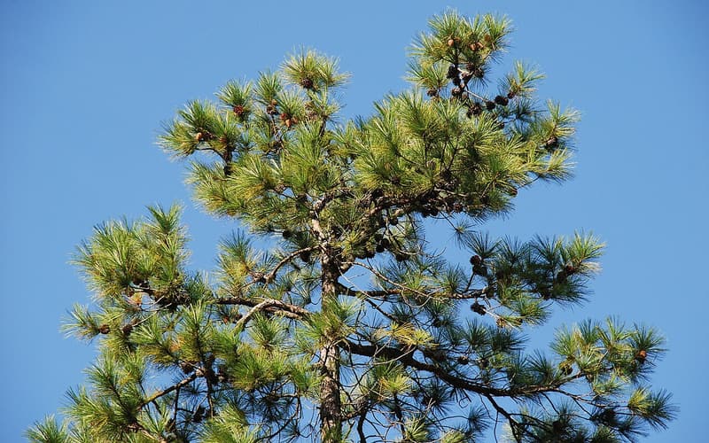 Pond pine (Pinus serotina) crown of long needle tufts and old cones against a blue sky