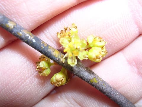 Pondberry (Lindera melissifolia) clusters of small pale yellow flowers on a bare twig, held across a hand