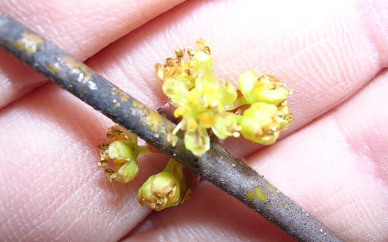 Pondberry (Lindera melissifolia) clusters of small pale yellow flowers on a bare twig, held across a hand