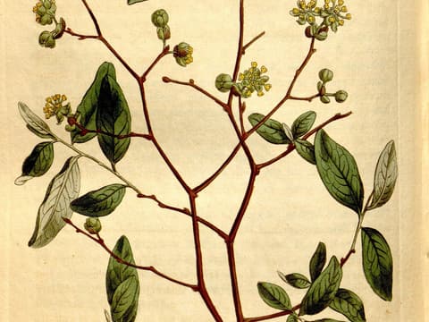 Pondspice (Litsea aestivalis) 1812 hand-coloured plate of zigzag branches with leaves and yellow flowers