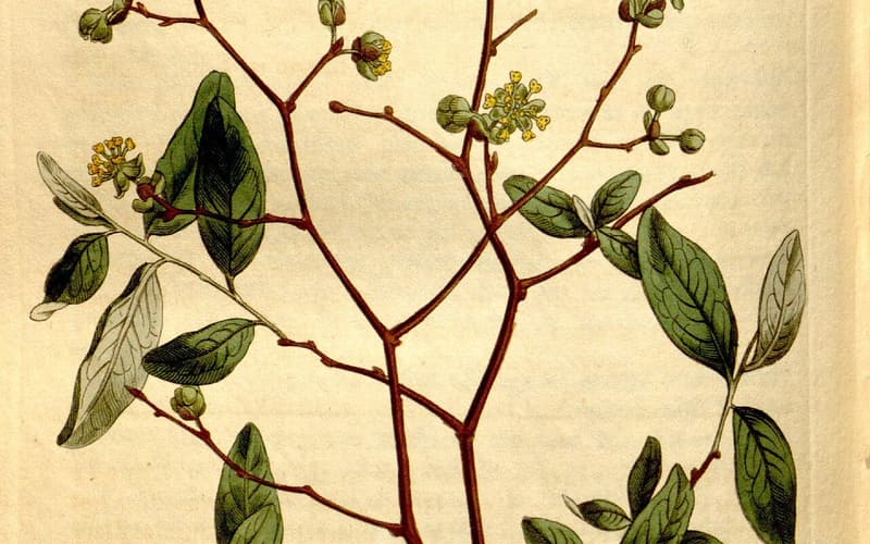 Pondspice (Litsea aestivalis) 1812 hand-coloured plate of zigzag branches with leaves and yellow flowers