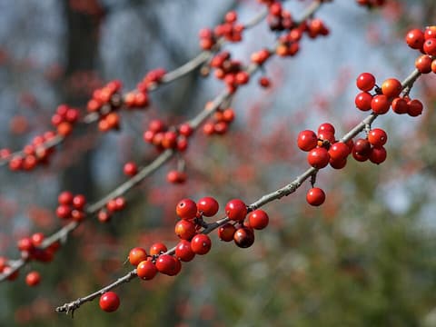 Possumhaw (Ilex decidua) clusters of orange-red berries on bare gray winter twigs