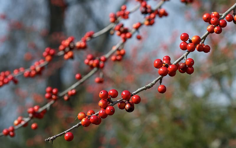 Possumhaw (Ilex decidua) clusters of orange-red berries on bare gray winter twigs