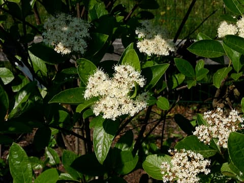 Possumhaw viburnum (Viburnum nudum) in bloom, creamy flower clusters among glossy leaves