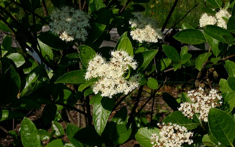 Possumhaw viburnum (Viburnum nudum) in bloom, creamy flower clusters among glossy leaves