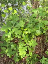 Post oak (Quercus stellata) sapling, its leathery leaves with squared middle lobes in the cross shape, growing among vines
