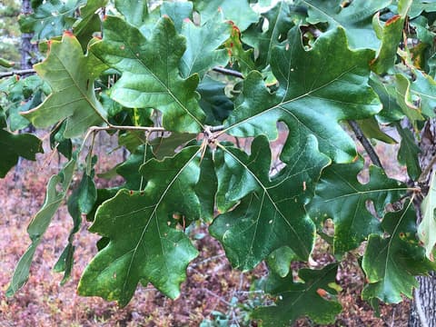 Post oak (Quercus stellata) leathery leaves with squared middle lobes that give each a cross shape