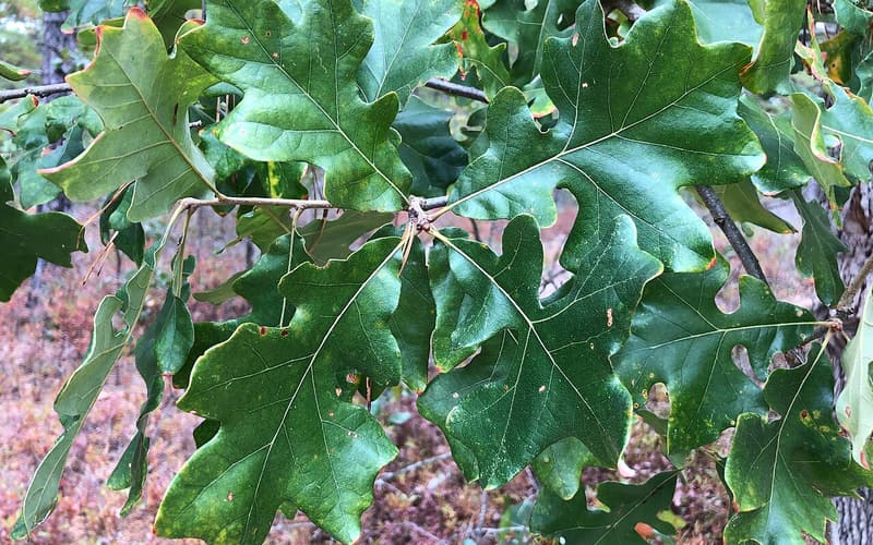 Post oak (Quercus stellata) leathery leaves with squared middle lobes that give each a cross shape
