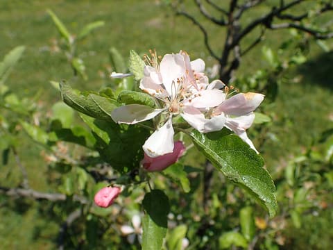 Prairie crabapple (Malus ioensis) pink buds and pale pink blossoms among toothed leaves