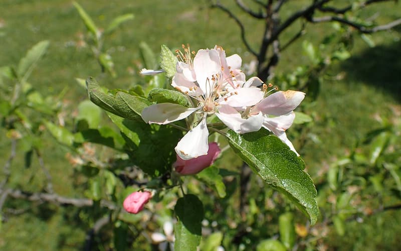 Prairie crabapple (Malus ioensis) pink buds and pale pink blossoms among toothed leaves