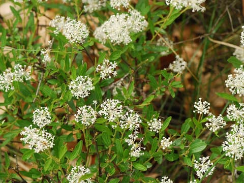 Prairie redroot (Ceanothus herbaceus) round clusters of small white flowers over narrow leaves