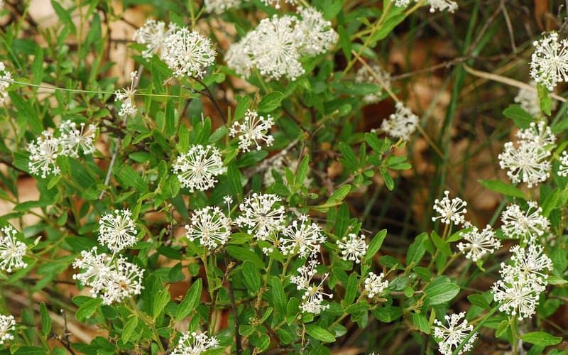 Prairie redroot (Ceanothus herbaceus) round clusters of small white flowers over narrow leaves