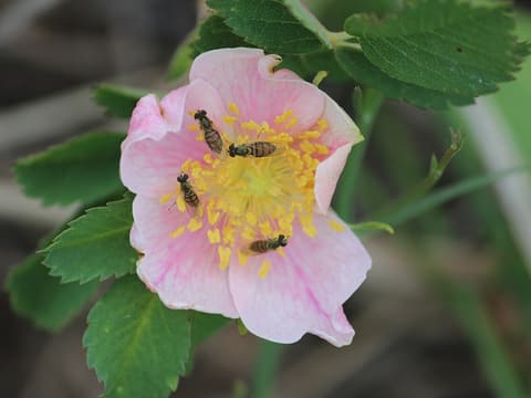 Prairie rose (Rosa arkansana) a pink flower with yellow stamens visited by hoverflies among toothed leaflets
