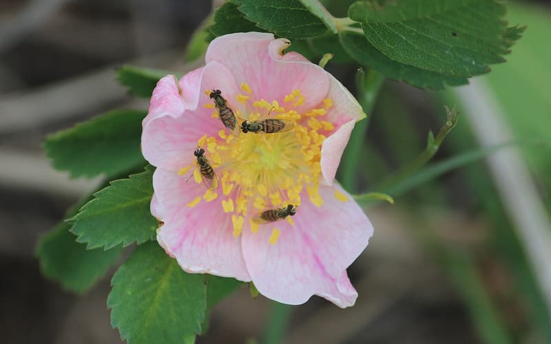Prairie rose (Rosa arkansana) a pink flower with yellow stamens visited by hoverflies among toothed leaflets