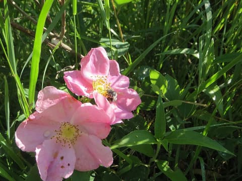 Prickly rose (Rosa acicularis) two pink flowers with yellow stamens and a visiting bee