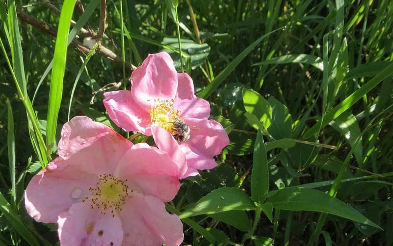 Prickly rose (Rosa acicularis) two pink flowers with yellow stamens and a visiting bee