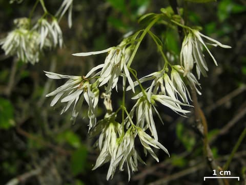 Pygmy fringetree (Chionanthus pygmaeus) drooping clusters of narrow white fringed flowers in spring