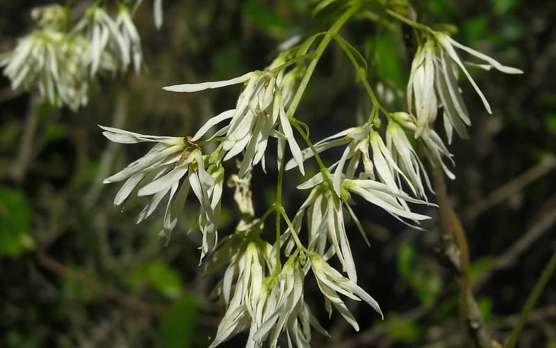 Pygmy fringetree (Chionanthus pygmaeus) drooping clusters of narrow white fringed flowers in spring