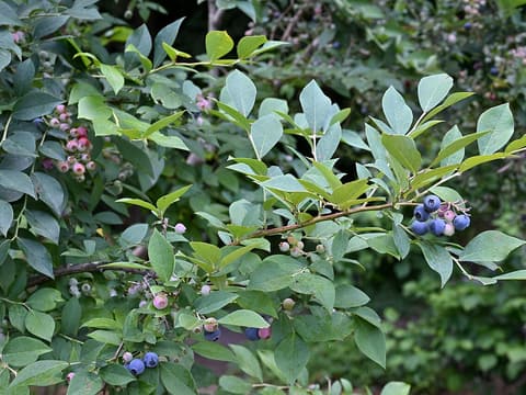 Rabbiteye blueberry (Vaccinium virgatum) branches hung with berries ripening from pink to blue