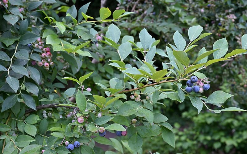 Rabbiteye blueberry (Vaccinium virgatum) branches hung with berries ripening from pink to blue