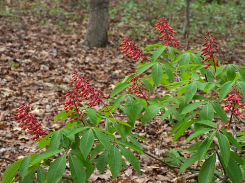 Red buckeye (Aesculus pavia) upright clusters of red tubular flowers above hand-shaped leaves