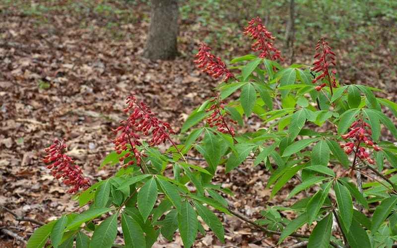 Red buckeye (Aesculus pavia) upright clusters of red tubular flowers above hand-shaped leaves