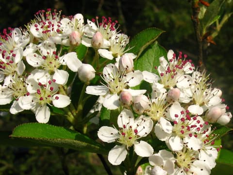 Red chokeberry (Aronia arbutifolia) clusters of white flowers with red anthers among glossy leaves