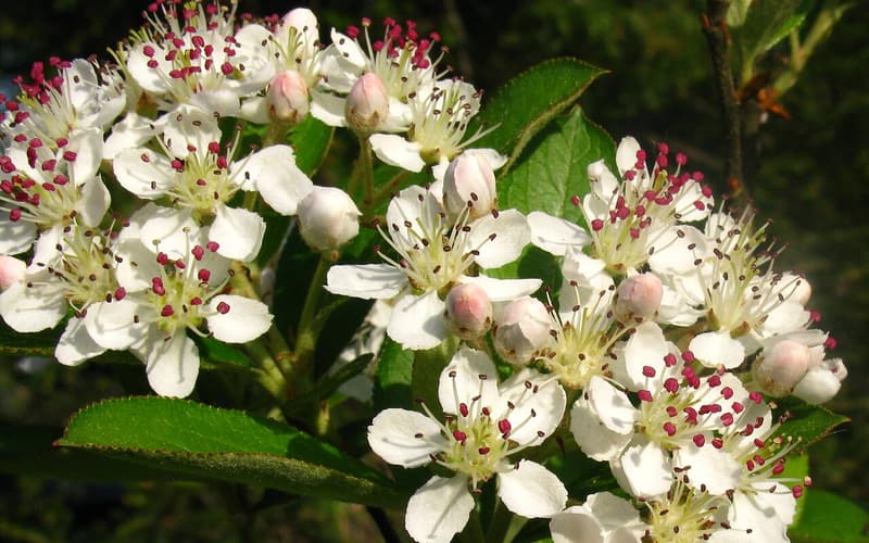 Red chokeberry (Aronia arbutifolia) clusters of white flowers with red anthers among glossy leaves