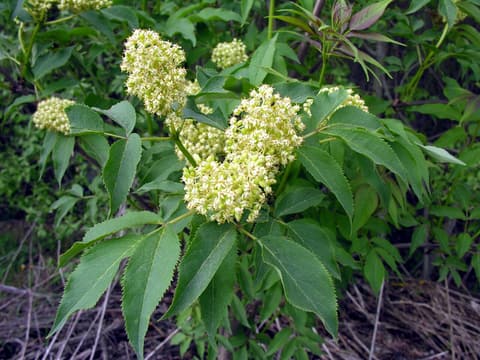 Red elderberry (Sambucus racemosa) creamy flower clusters above compound leaves
