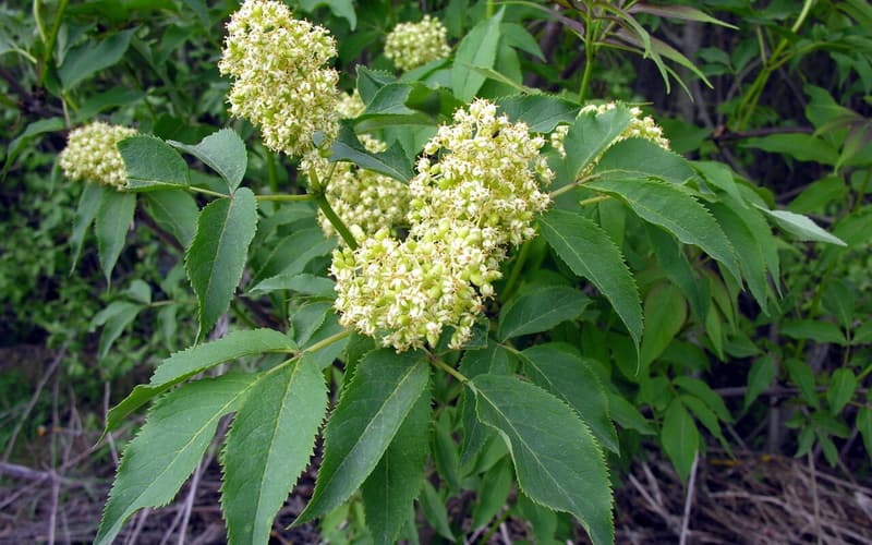 Red elderberry (Sambucus racemosa) creamy flower clusters above compound leaves