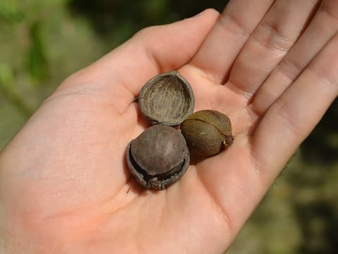 Red hickory (Carya ovalis) nuts in an open hand: a ripe brown nut, an unripe green one and an empty husk