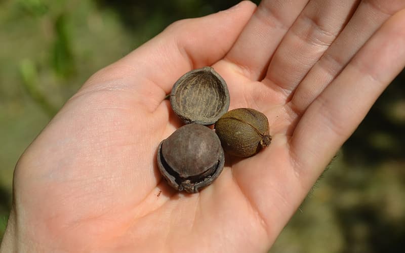 Red hickory (Carya ovalis) nuts in an open hand: a ripe brown nut, an unripe green one and an empty husk