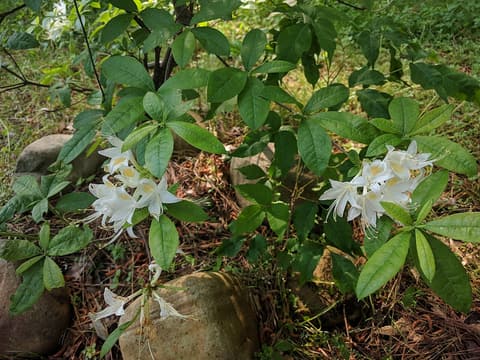 Red Hills azalea (Rhododendron colemanii) white flower clusters among fully opened leaves