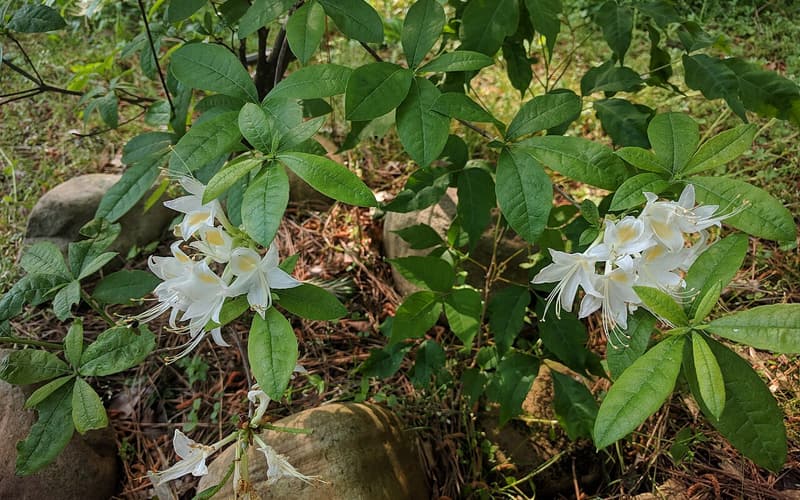 Red Hills azalea (Rhododendron colemanii) white flower clusters among fully opened leaves