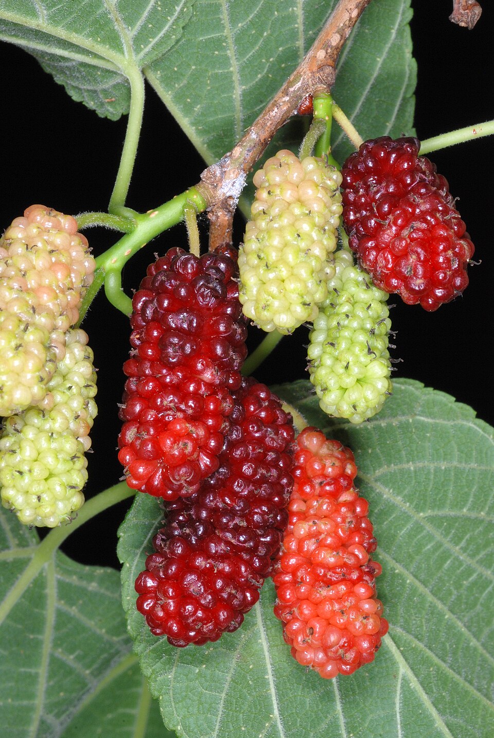 Red Mulberry (Morus rubra)