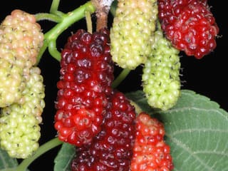 Red mulberry (Morus rubra) fruit ripening from green through red to black
