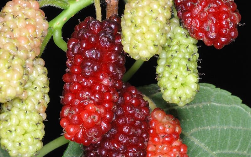 Red mulberry (Morus rubra) fruit ripening from green through red to black
