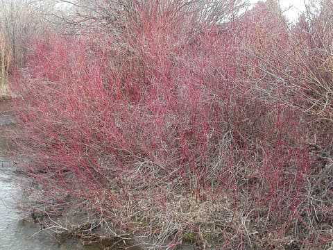 Red osier dogwood (Cornus sericea) thicket of bright red bare stems beside a stream in early spring