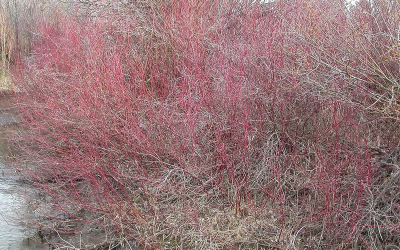 Red osier dogwood (Cornus sericea) thicket of bright red bare stems beside a stream in early spring