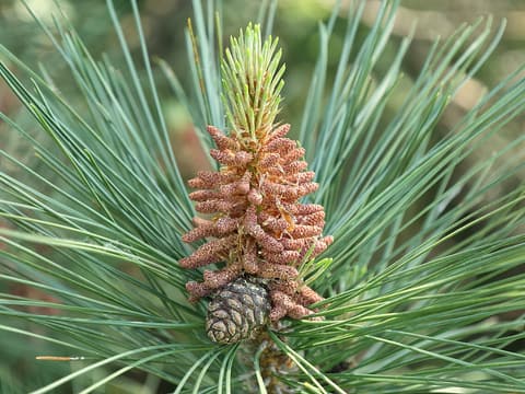 Red pine (Pinus resinosa) shoot of long paired needles with pollen cones above a small seed cone