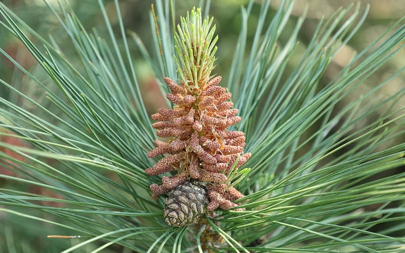 Red pine (Pinus resinosa) shoot of long paired needles with pollen cones above a small seed cone