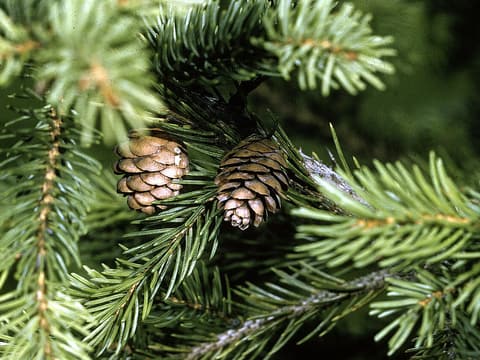 Red spruce (Picea rubens) branches with two ripe brown cones hanging among short green needles
